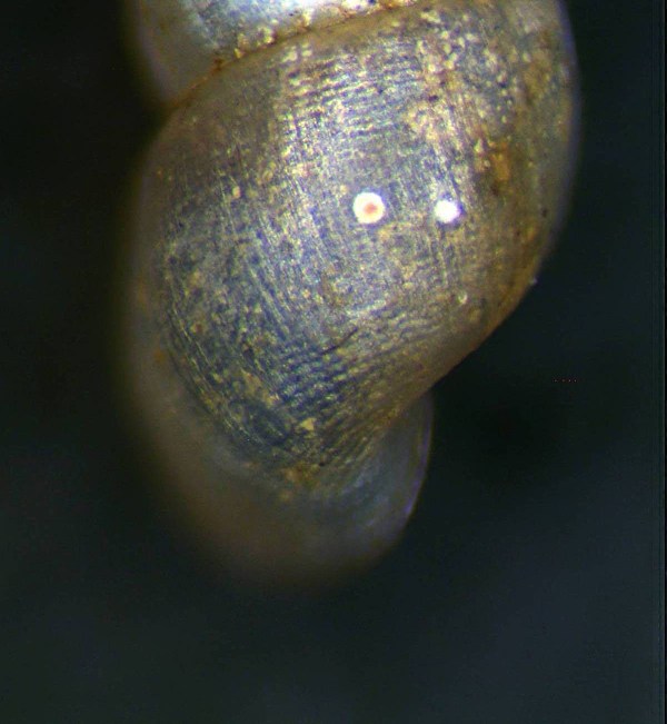 piccolino mm 1,6 da identificare [Paladilhiopsis virei]